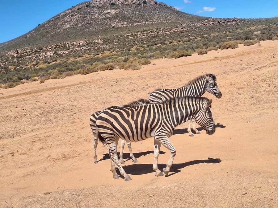 Cape Town: Aquila Game Reserve & V&A Waterfront Tour w/Lunch - Arriving at Aquila Game Reserve