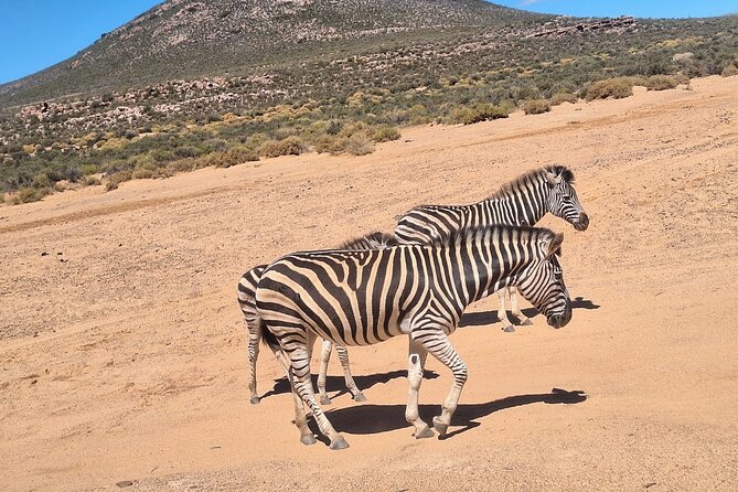 Cape Town Aquila Private Game Reserve Big Five Safari Adventure - Why Aquila works as a Cape Town safari day