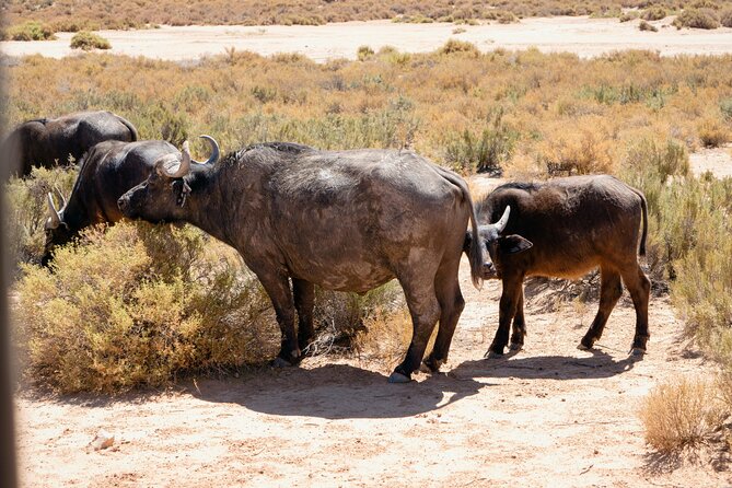 Cape Town Aquila Private Game Reserve Big Five Safari Adventure - The 2.5 to 3 hour shared 4x4 game drive