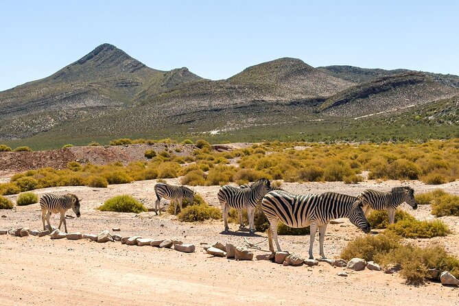 Cape Town Aquila Private Game Reserve Big Five Safari Adventure - Lunch at Aquila after the wildlife drive