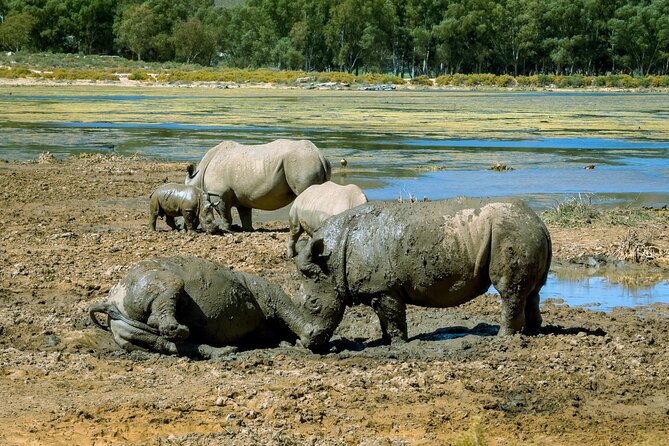 Cape Town Aquila Private Game Reserve Big Five Safari Adventure - The return to Cape Town