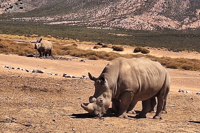 Cape Town Aquila Private Game Reserve Big Five Safari Adventure - Who will enjoy this safari most