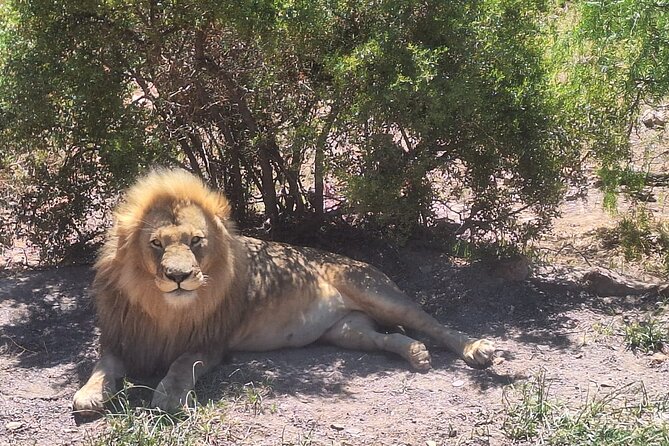 Cape Town Aquila Private Game Reserve Big Five Safari Adventure - Breakfast and welcome drinks before the drive