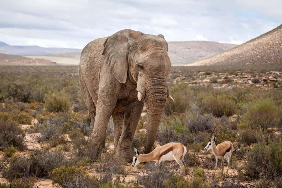 Cape Town: Aquila Reserve Safari with Lunch and Winery Visit - Key points to know before you book