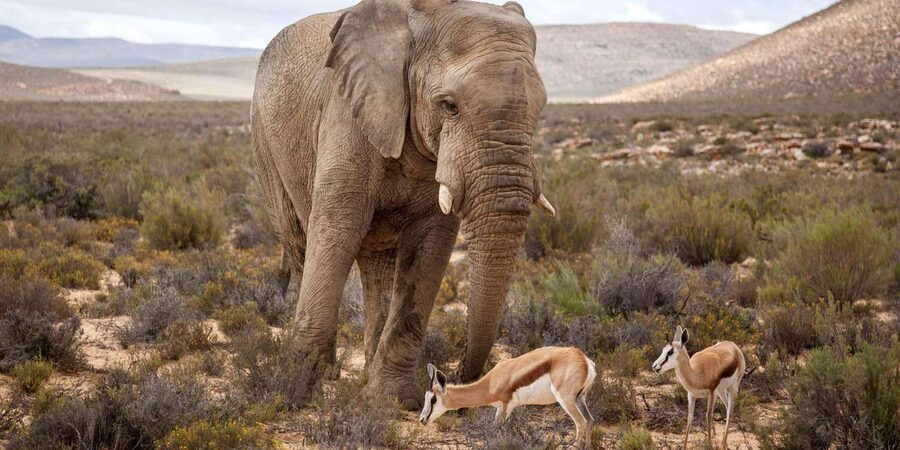 Cape Town: Aquila Reserve Safari with Lunch and Winery Visit - Should you book the Aquila and Fairview day?