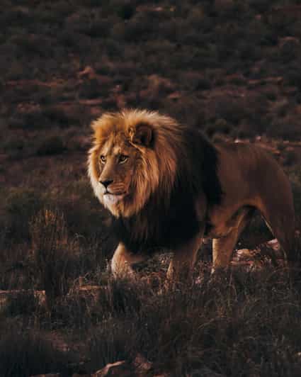 Cape Town: Aquila Reserve Safari with Lunch and Winery Visit - The Fairview wine and cheese stop in Paarl