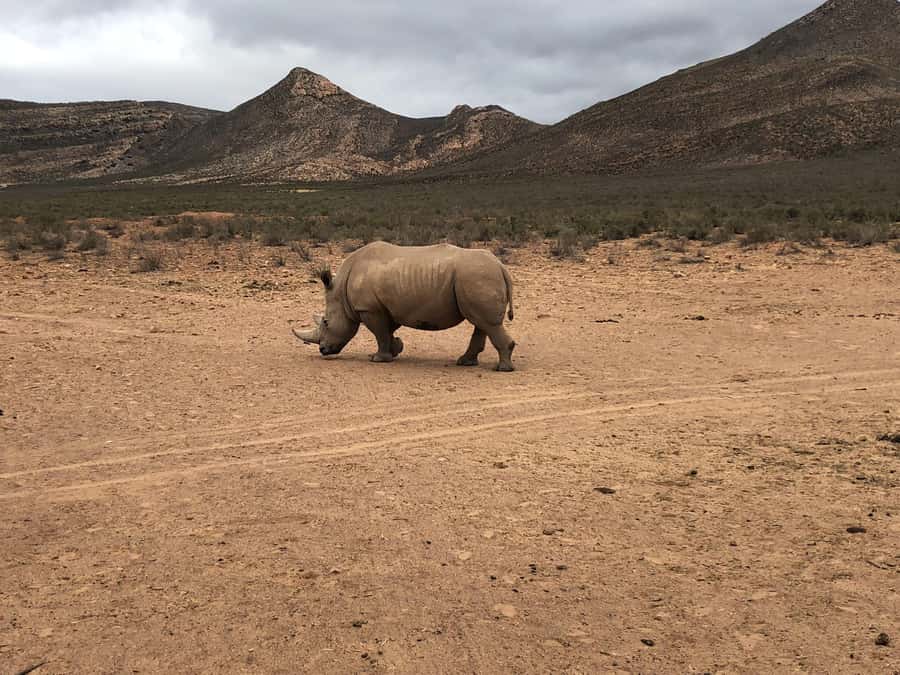Cape Town: Aquila Reserve Safari with Lunch and Winery Visit - What the $123 price really buys you