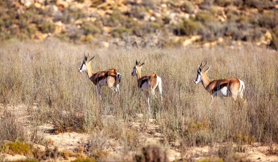 Cape Town: Aquila Reserve Safari with Lunch and Winery Visit - Who should choose this safari