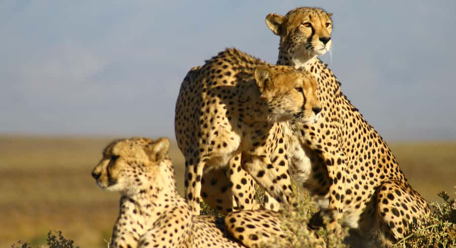 Cape Town: Aquila Reserve Safari with Lunch and Winery Visit - Booking details that affect your day