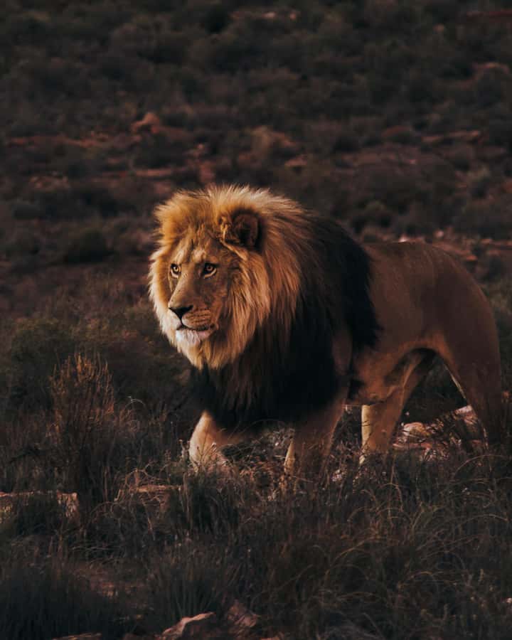 Cape Town: Aquila Reserve Safari with Lunch and Winery Visit - The two-hour ride from Cape Town