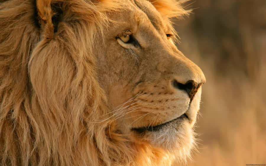 Cape Town: Big Five Safari and Breede River Valley Day Trip - Key points at a glance