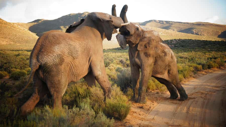 Cape Town: Big Five Safari and Breede River Valley Day Trip - Wine at Du Toitskloof or coffee at Ou Meul