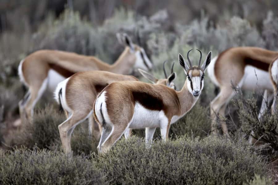 Cape Town: Big Five Safari and Breede River Valley Day Trip - The two to three hour Big Five game drive