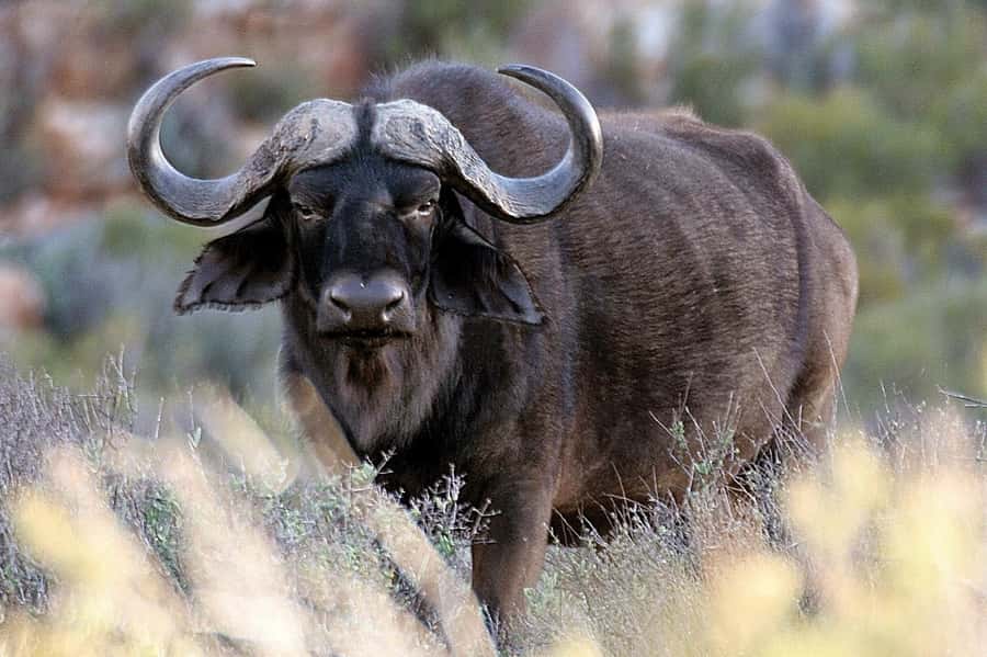 Cape Town: Big Five Safari and Breede River Valley Day Trip - The return through the Huguenot Tunnel