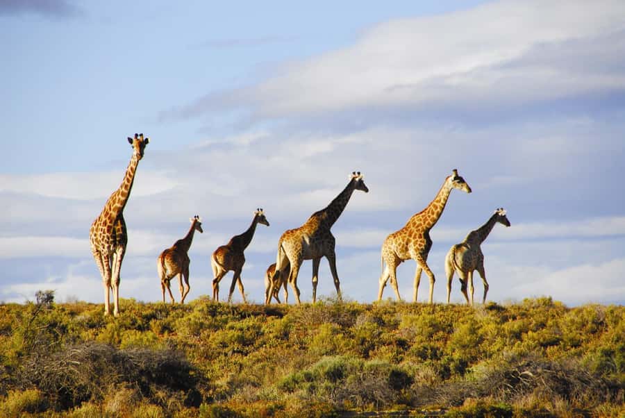 Cape Town: Big Five Safari and Breede River Valley Day Trip - What the price really means