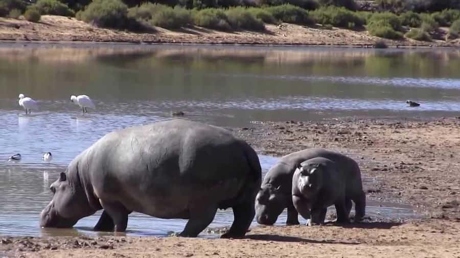 Cape Town: Big Five Safari and Breede River Valley Day Trip - Cancellation and planning details