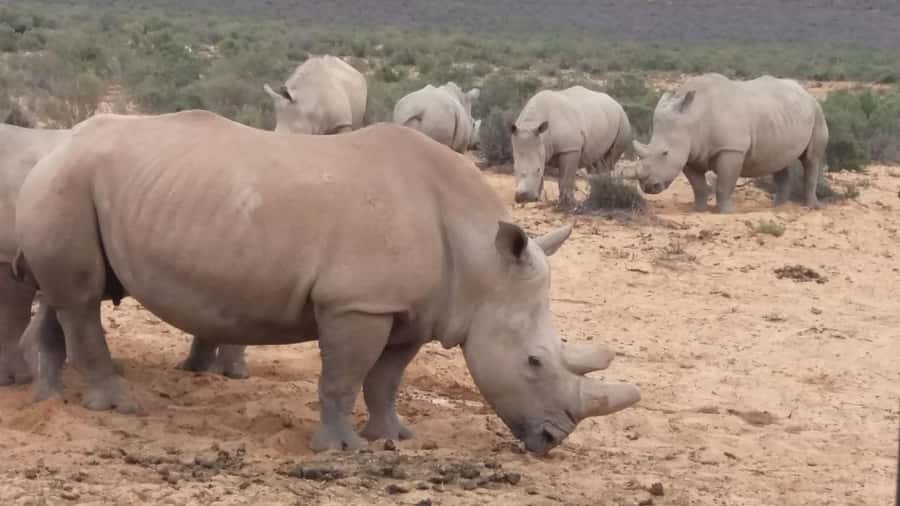 Cape Town big five safari with transport lunch Excl park fee - Key points to know before booking