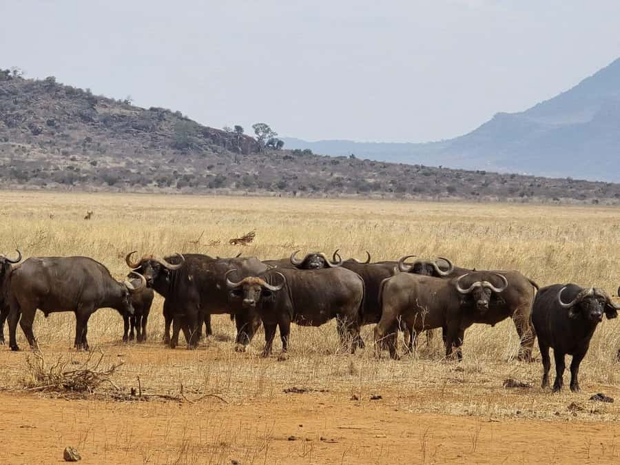 Cape Town big five safari with transport lunch Excl park fee - The open-air 4x4 safari