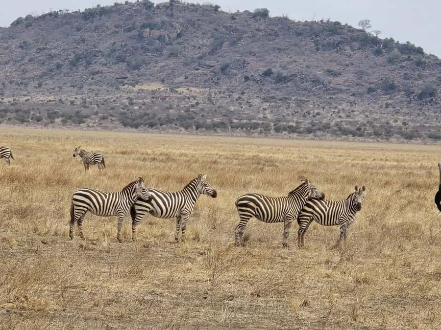 Cape Town big five safari with transport lunch Excl park fee - The biggest issue: the separate reserve fee