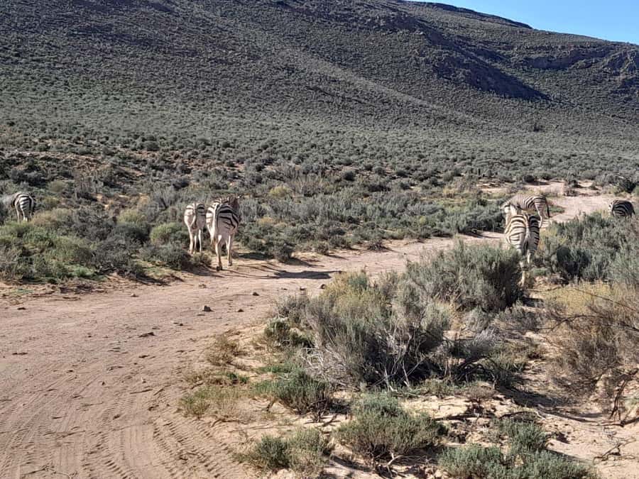 Cape Town big five safari with transport lunch Excl park fee - How to prepare for the nine-hour day