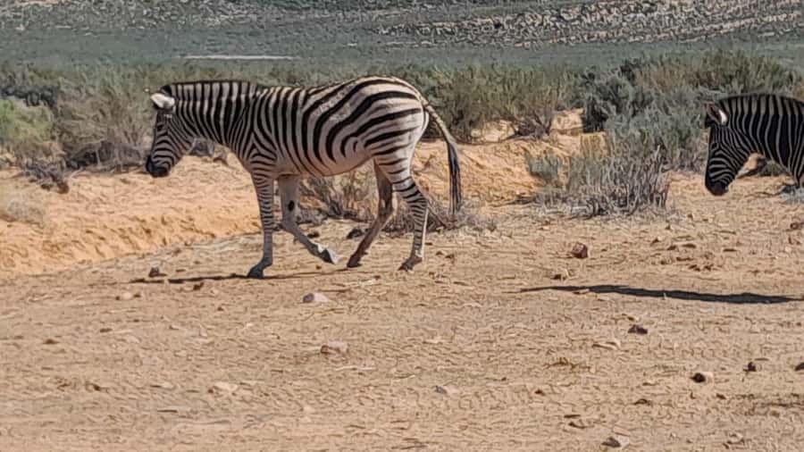 Cape Town big five safari with transport lunch Excl park fee - Arriving at Aquila Game Reserve