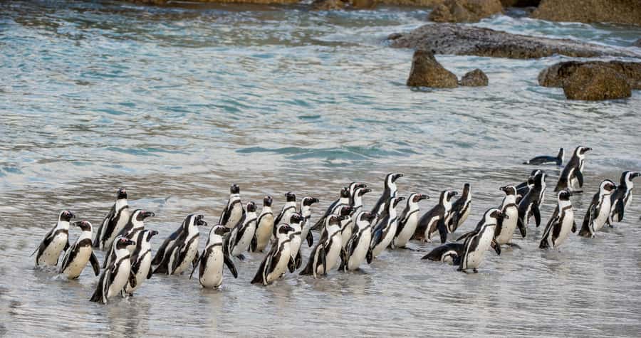 Cape Town: Boulders Penguin Colony Prebooked Entry Ticket - What the scenery adds to the visit