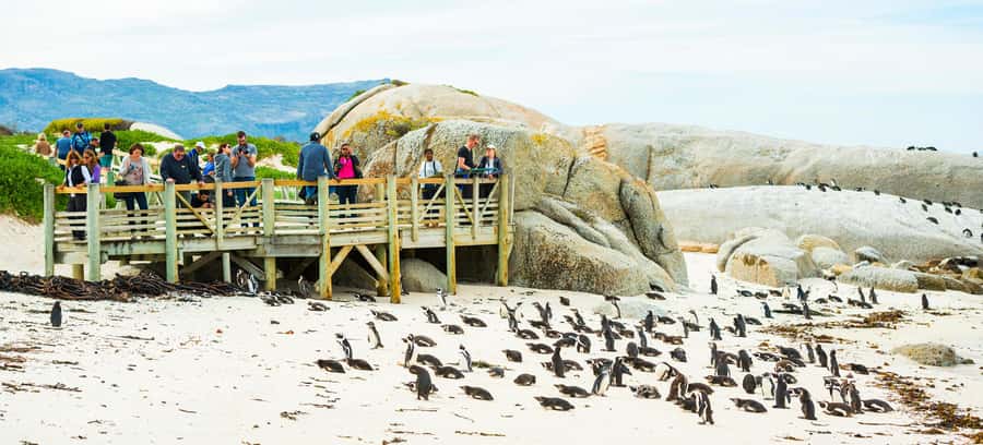 Cape Town: Boulders Penguin Colony Prebooked Entry Ticket - Who will enjoy this entry ticket most?