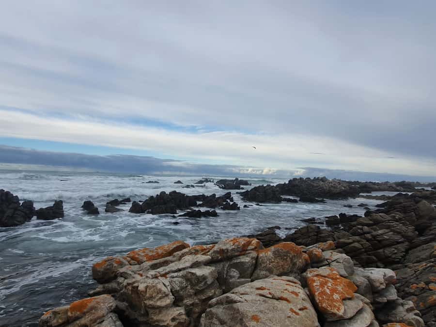 Cape Town: Cape Aghullas Van Tour with Hotel Pickup - What the guide adds to the day
