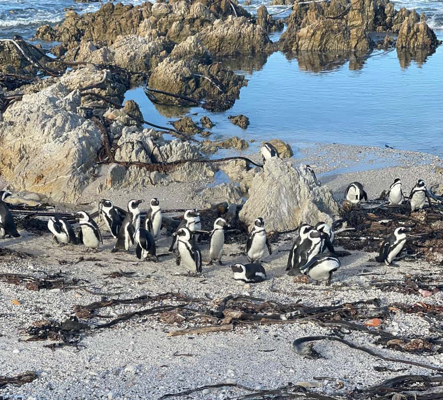 Cape Town: Cape Agulhas and Stony Point Penguin Tour - Hermanus adds whales, lunch, and a coastal town