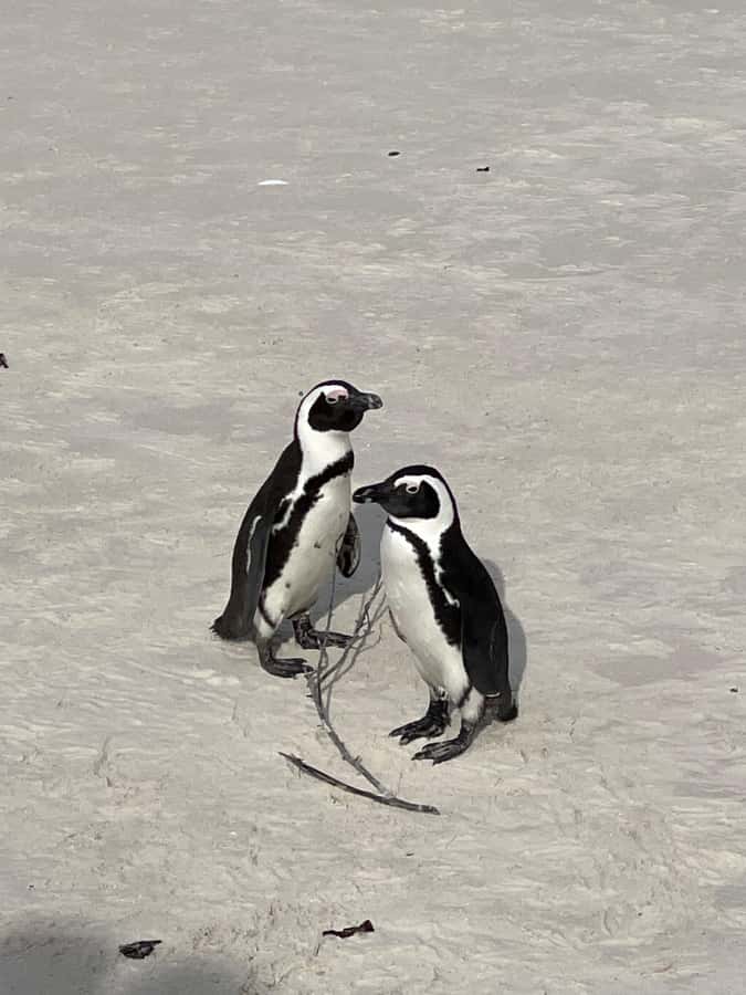 Cape Town: Cape Agulhas and Stony Point Penguin Tour - Who will enjoy this tour most