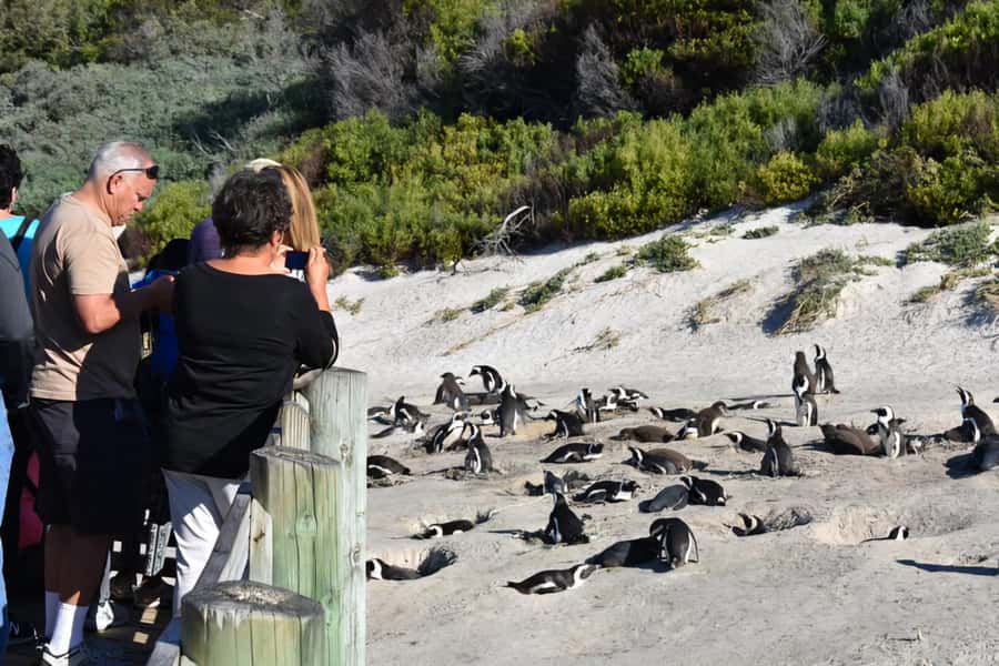 Cape Town: Cape of Good Hope and Penguins Full-Day Tour - FAQ