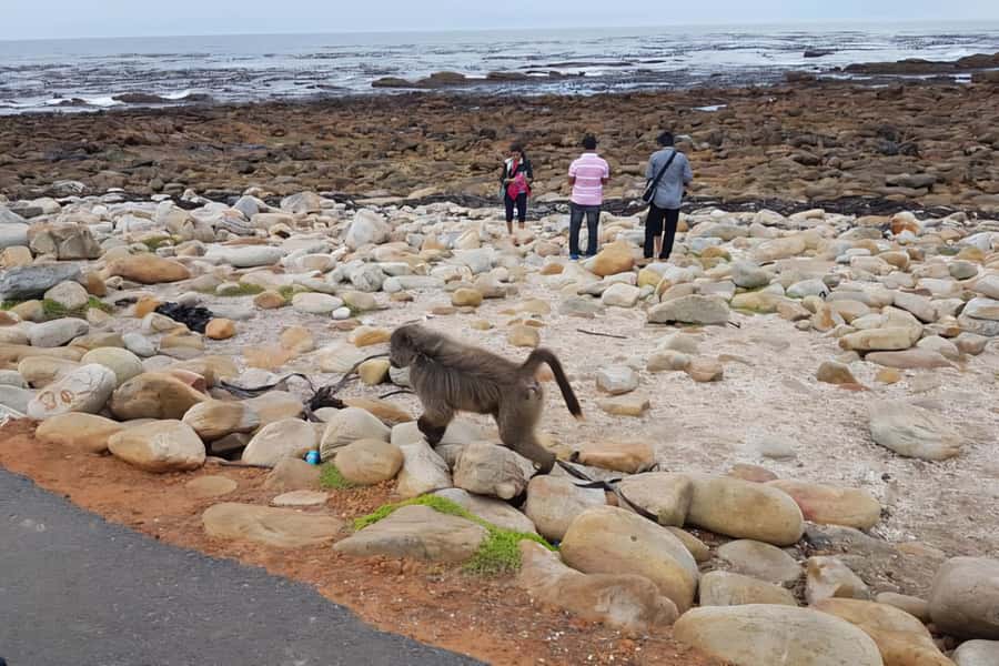 Cape Town: Cape of Good Hope and Penguins Full-Day Tour - Cape Point National Park and the Southwestern Cape
