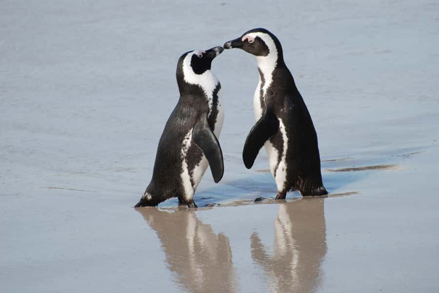 Cape Town: Cape of Good Hope and Penguins Full-Day Tour - Hout Bay, Seals, and the Chapman’s Peak Road