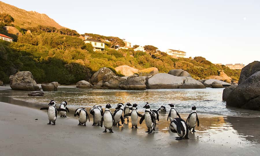 Cape Town: CAPE OF GOOD HOPE AND PENGUINS PRIVATE FULL DAY. - What the private price really buys you