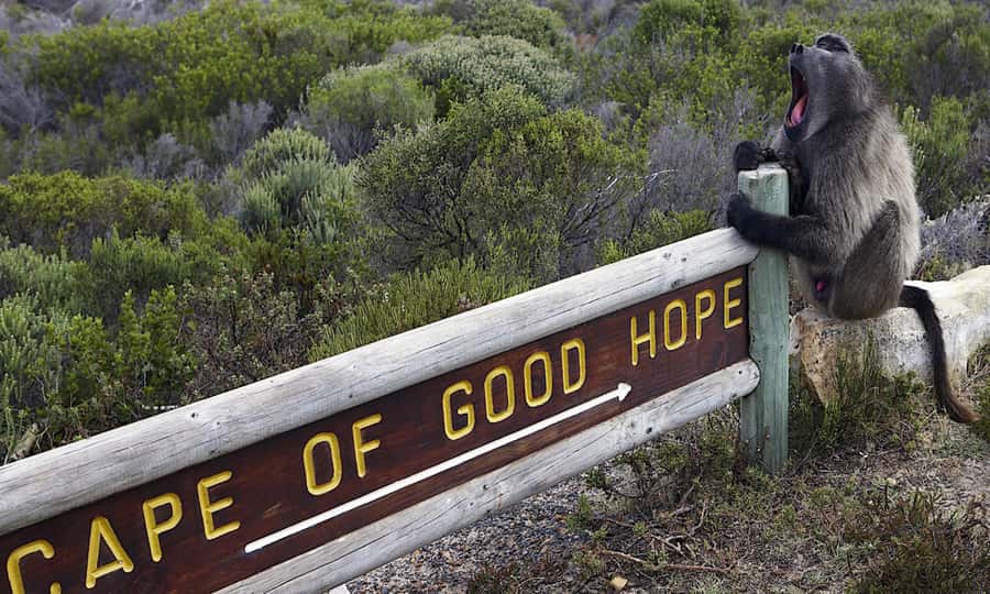 Cape Town: CAPE OF GOOD HOPE AND PENGUINS PRIVATE FULL DAY. - Bo-Kaap brings Cape Town’s past into view