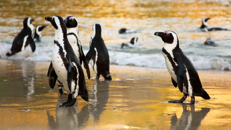 Cape Town: Cape of Good Hope & Boulders Beach Group Tour - Bo-Kaap starts the day with color and character