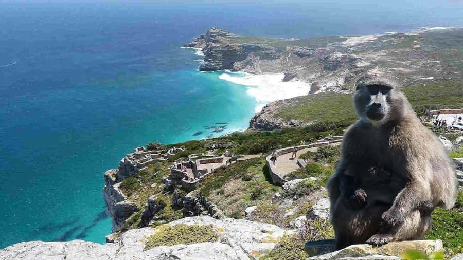 Cape Town: Cape of Good Hope & Cape Point Prebooked Ticket - How the $56 price measures up