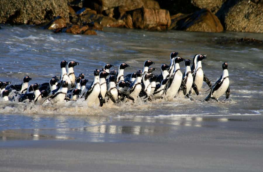 Cape Town: Cape of Good Hope & Penguin Colony Entry Ticket - Entering the Cape of Good Hope Nature Reserve