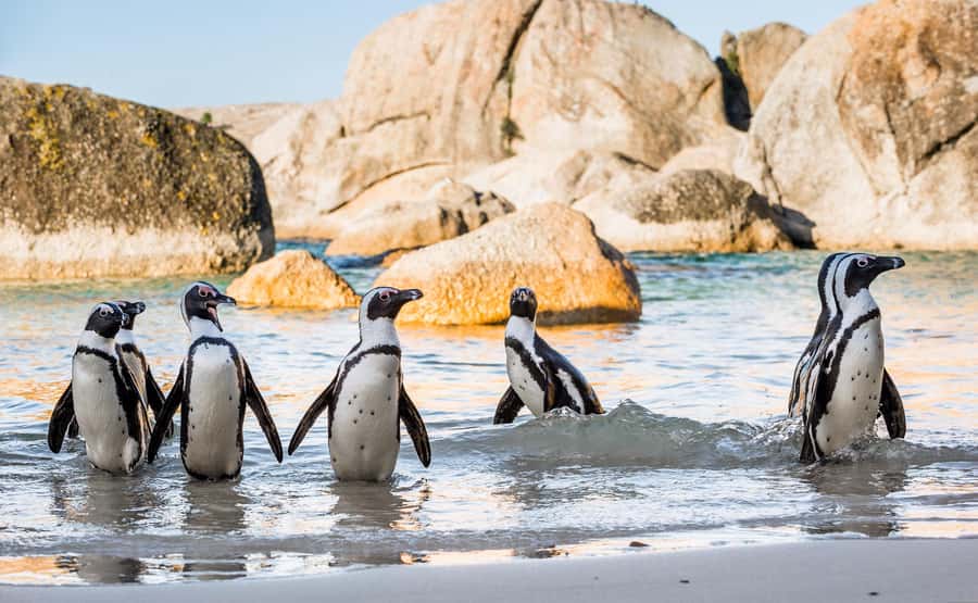 Cape Town: Cape of Good Hope & Penguins Day Tour with Pickup - Boulders Penguin Colony, the day’s sweetest stop