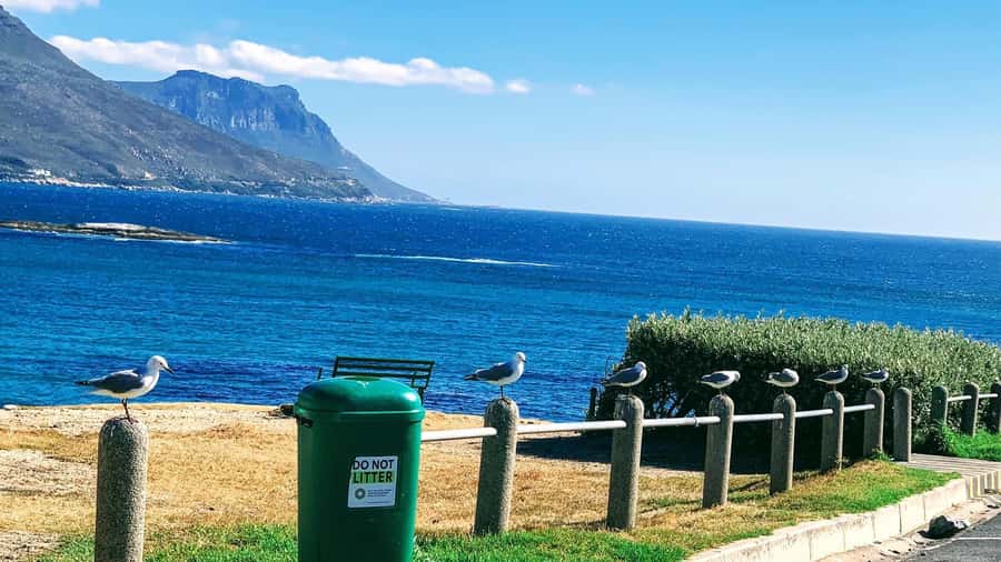 Cape Town: Cape of Good Hope & Penguins Full-Day Guided Tour - Key points to know before booking