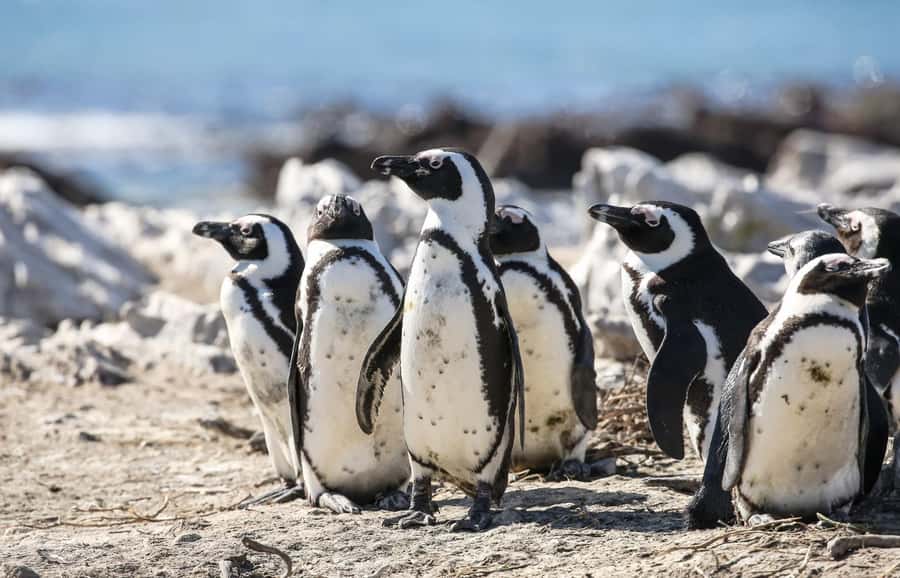 Cape Town: Cape of Good Hope & Penguins Full-Day Guided Tour - Cape of Good Hope and the Cape Point lighthouse
