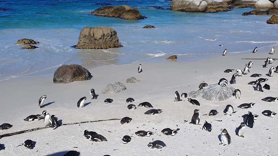 Cape Town: Cape of Good Hope, Seals and Penguins Day Tour - Boulders Beach and the African penguin colony