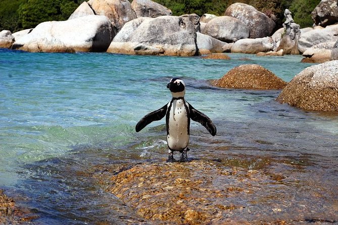 Cape Town: Cape Peninsula Private Tour Full Day - Cape Point brings wildlife and big views