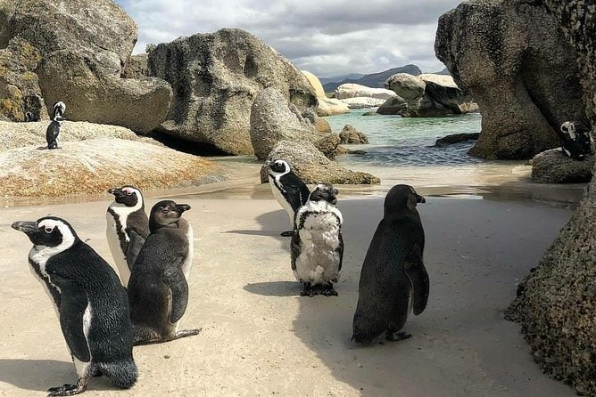 Cape Town: Cape Peninsula Private Tour Full Day - Boulders Beach gives you the penguin moment