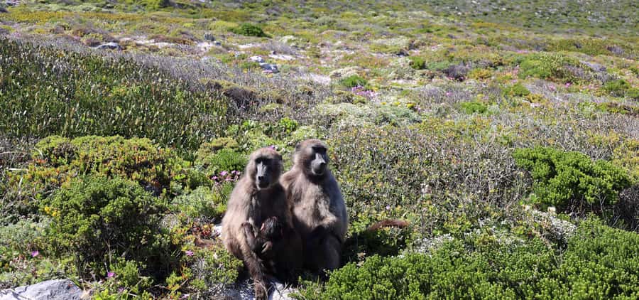 Cape Town: Cape Peninsula & Table Mountain Private Day Trip - Table Mountain puts the whole city below you