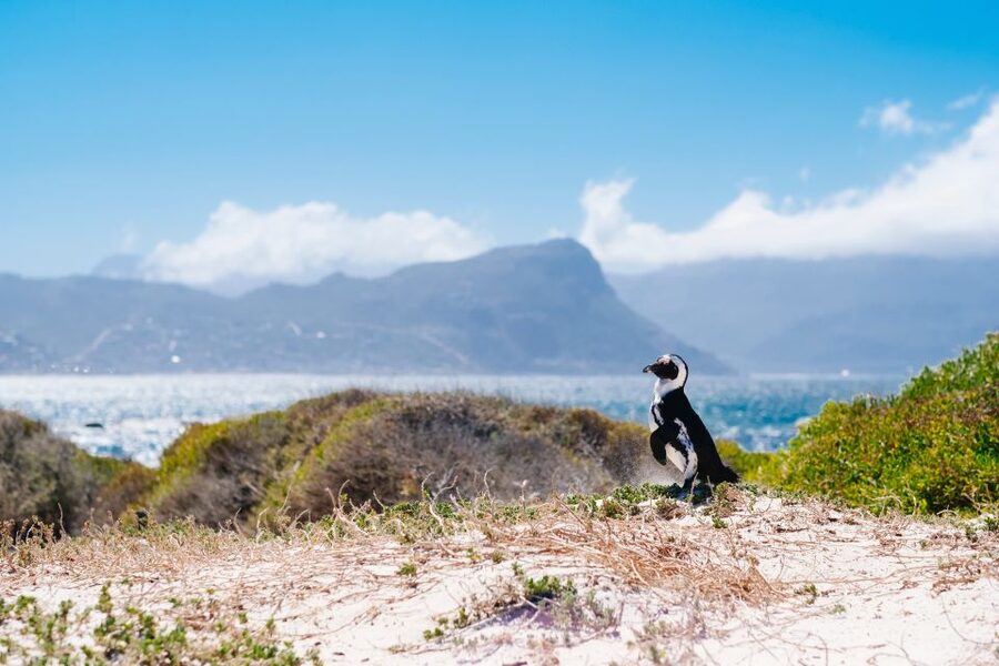 Cape Town: Cape Point and Penguin Colony Full Day Tour - What to pack and how to spend the extras
