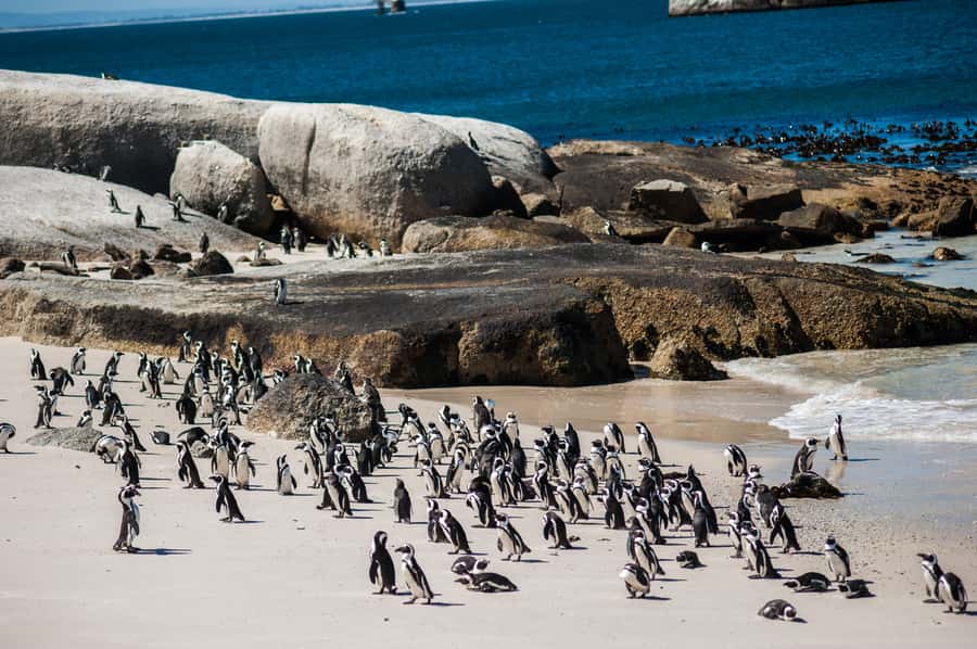 Cape Town: Cape Point & Boulders Beach Day Tour - The Cape of Good Hope sign is a separate photo stop