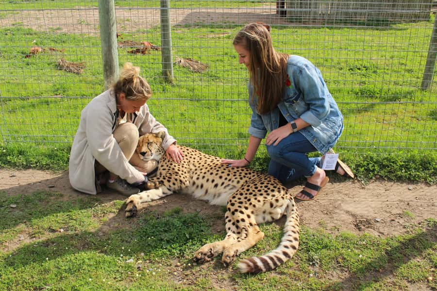 Cape Town: CHEETAH ENCOUNTER/WINE TESTING EXPERIENCE/LUNCH - Starting in Cape Town with a private driver
