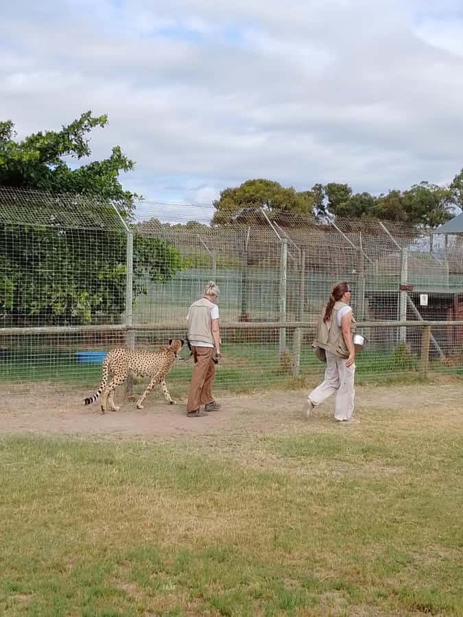 Cape Town: CHEETAH ENCOUNTER/WINE TESTING EXPERIENCE/LUNCH - Waterford’s wine and chocolate option