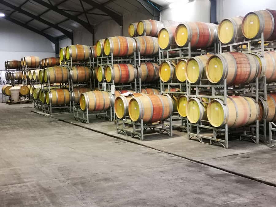 Cape Town: CHEETAH ENCOUNTER/WINE TESTING EXPERIENCE/LUNCH - Choosing lunch at Tokara or Delaire Graff